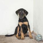 Como dar vermífugo para cachorro sem estresse: dicas práticas para tutores