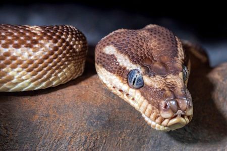 Imagem ilustrativa de uma cobra