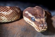 Turista morre após ser picado por cobra que entrou em sua calça no Egito