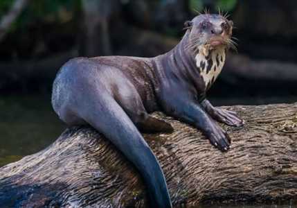 A lontra-gigante é um predador de topo de cadeia • Reprodução