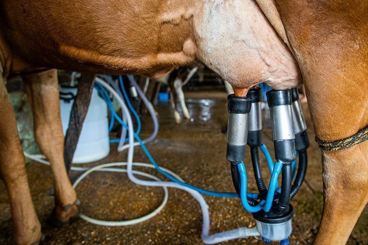 Governo brasileiro anuncia pacote para leite e reforma agrária
