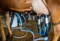 Governo brasileiro anuncia pacote para leite e reforma agrária