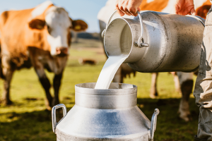 Pronaf Mais Leite terá R$ 450 milhões para impulsionar produção familiar