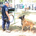 Após virar símbolo, cão Orelha dá nome a novo espaço pet; veja onde fica