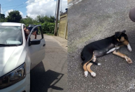 Atropelamento de cão por veículo com credencial oficial gera revolta em Ouro Preto