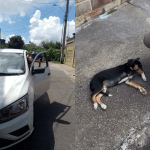 Atropelamento de cão por veículo com credencial oficial gera revolta em Ouro Preto