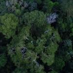 Brasil espera novos aportes de países europeus para fundo de proteção às florestas tropicais