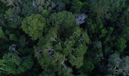 Vista aérea de árvores da floresta Amazônica