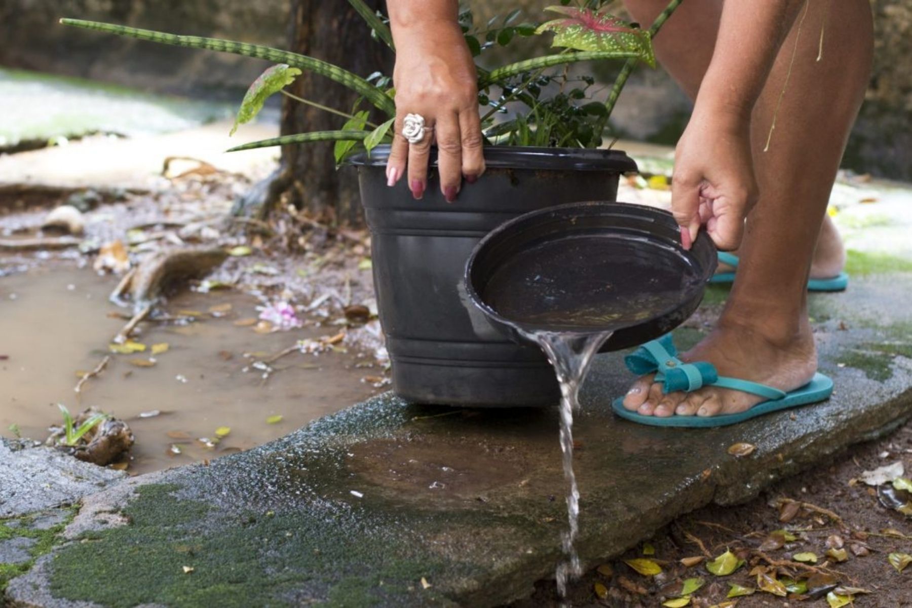 Ubá e Juiz de Fora registram maior número de casos de dengue na Zona da Mata