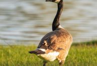 Fígado de ganso 'foie gras' pode ser proibido no Brasil