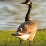 Fígado de ganso 'foie gras' pode ser proibido no Brasil