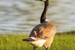 Fígado de ganso 'foie gras' pode ser proibido no Brasil