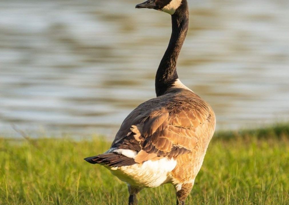 Fígado de ganso 'foie gras' pode ser proibido no Brasil