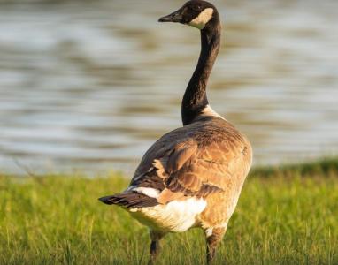 Figuinho de galinha continua liberado porque não causa sofrimento nas aves