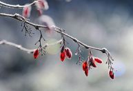 Geada atinge mais de 360 cidades do país; veja lista completa