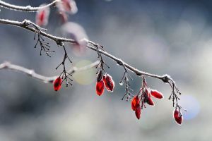 Geada atinge mais de 360 cidades do país; veja lista completa