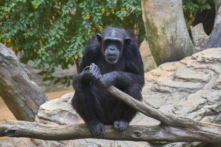 Chimpanzés entram em conflito violento