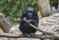 'Guerra Civil' entre chimpanzés intriga cientistas em parque de Uganda