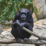 'Guerra Civil' entre chimpanzés intriga cientistas em parque de Uganda
