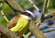 Se você ouvir o canto dos bem-te-vis em casa, lhe contaremos o que significa e por que é bom