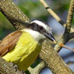 Se você ouvir o canto dos bem-te-vis em casa, lhe contaremos o que significa e por que é bom