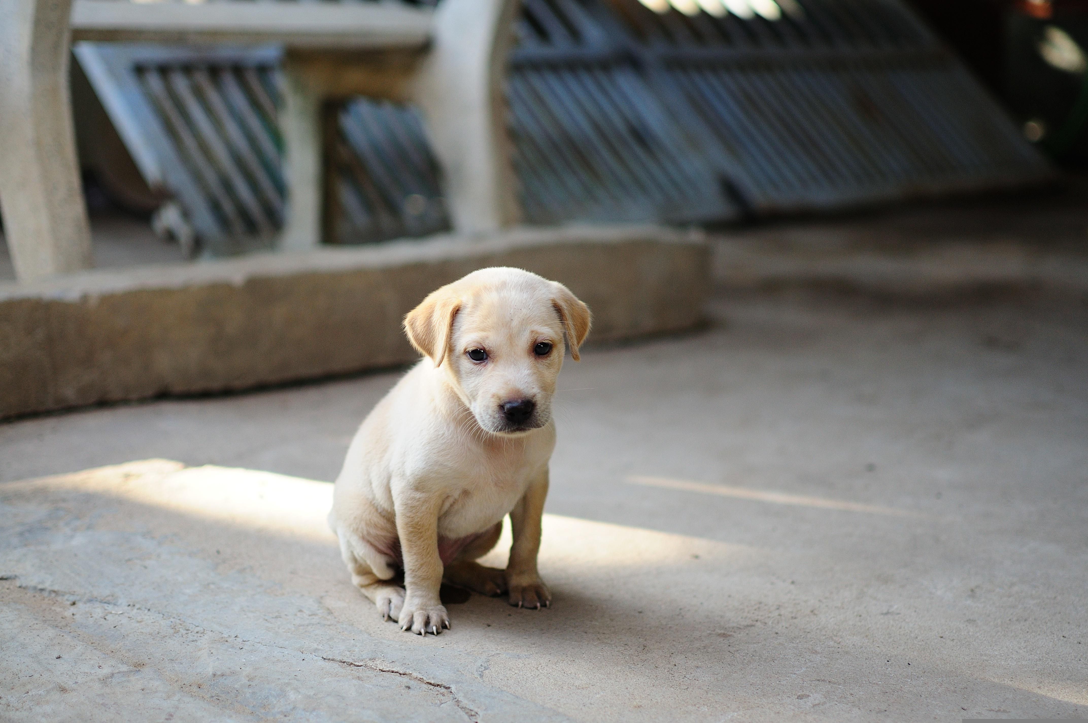 Cães podem sentir dores sem demonstrar sintomas evidentes; entenda