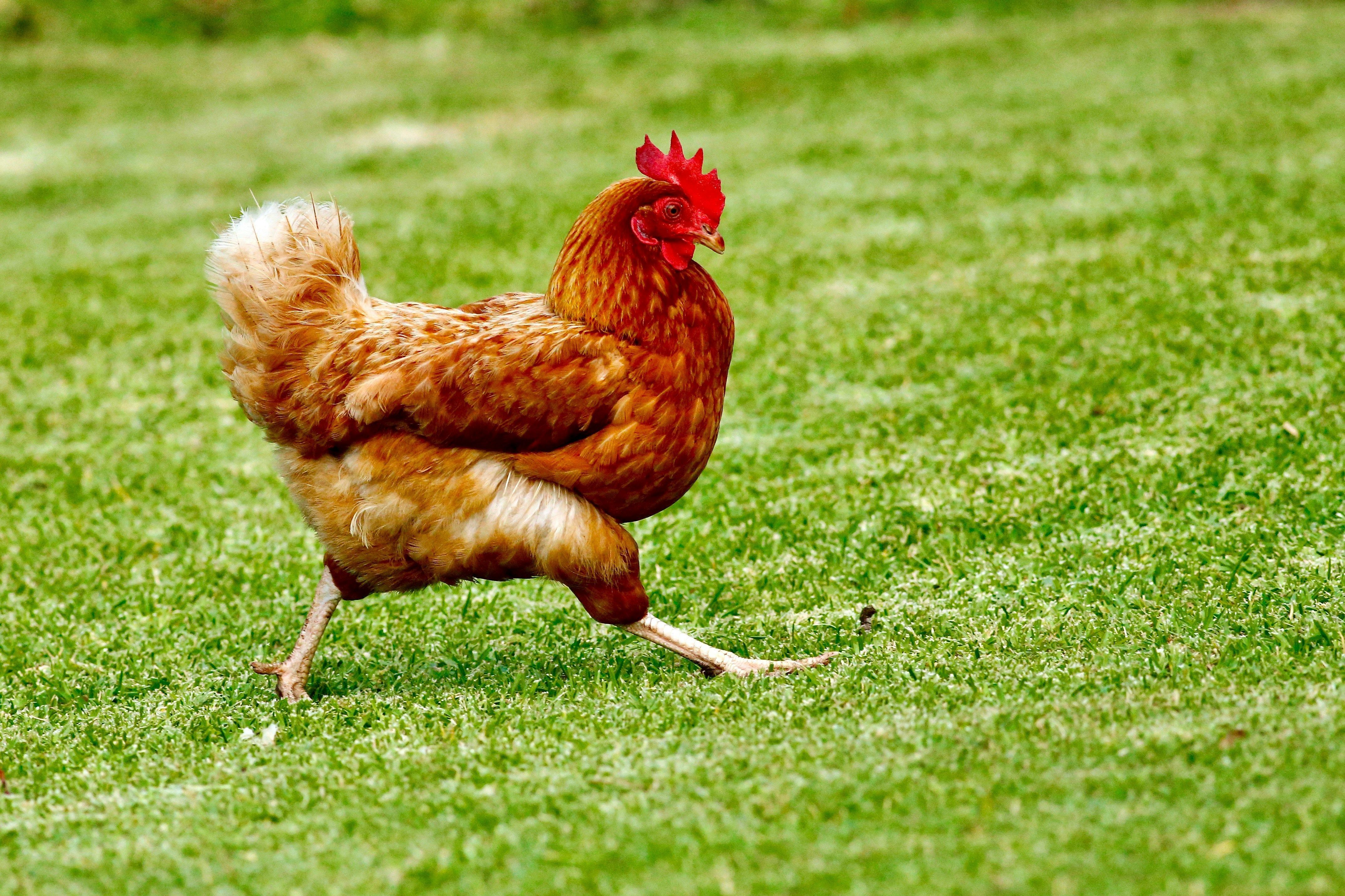 Carne de frango perde competitividade frente às proteínas bovina e suína