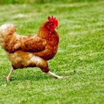 Preço do frango sobe em abril e registra primeira alta de 2026