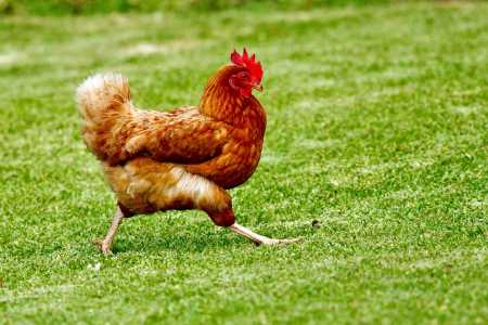 Frango