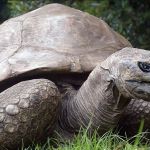 Morre a tartaruga Jonathan, animal mais velho do mundo com quase 200 anos