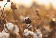 Preço do algodão dispara em março e tem maior alta mensal em mais de três anos