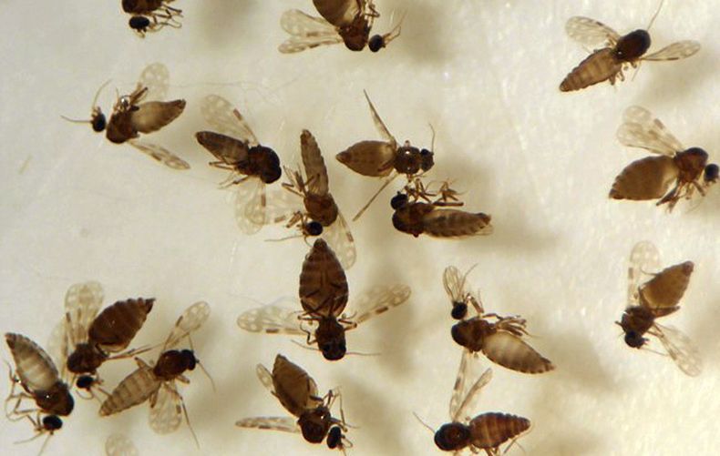 Cidade de SC enfrenta surto de maruim, mosquito vetor da febre Oropouche
