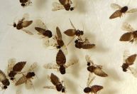 Cidade de SC enfrenta surto de maruim, mosquito vetor da febre Oropouche