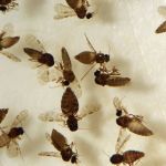 Cidade de SC enfrenta surto de maruim, mosquito vetor da febre Oropouche