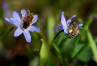 Se você vir uma abelha rondando sua casa, explicamos o que significa e por que é um bom sinal