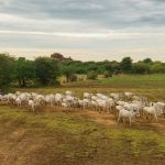 Além dos fertilizantes, diesel e juros altos, o agro corre contra a queda do dólar