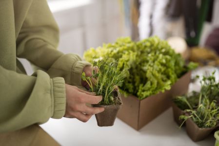 Plantas de interior