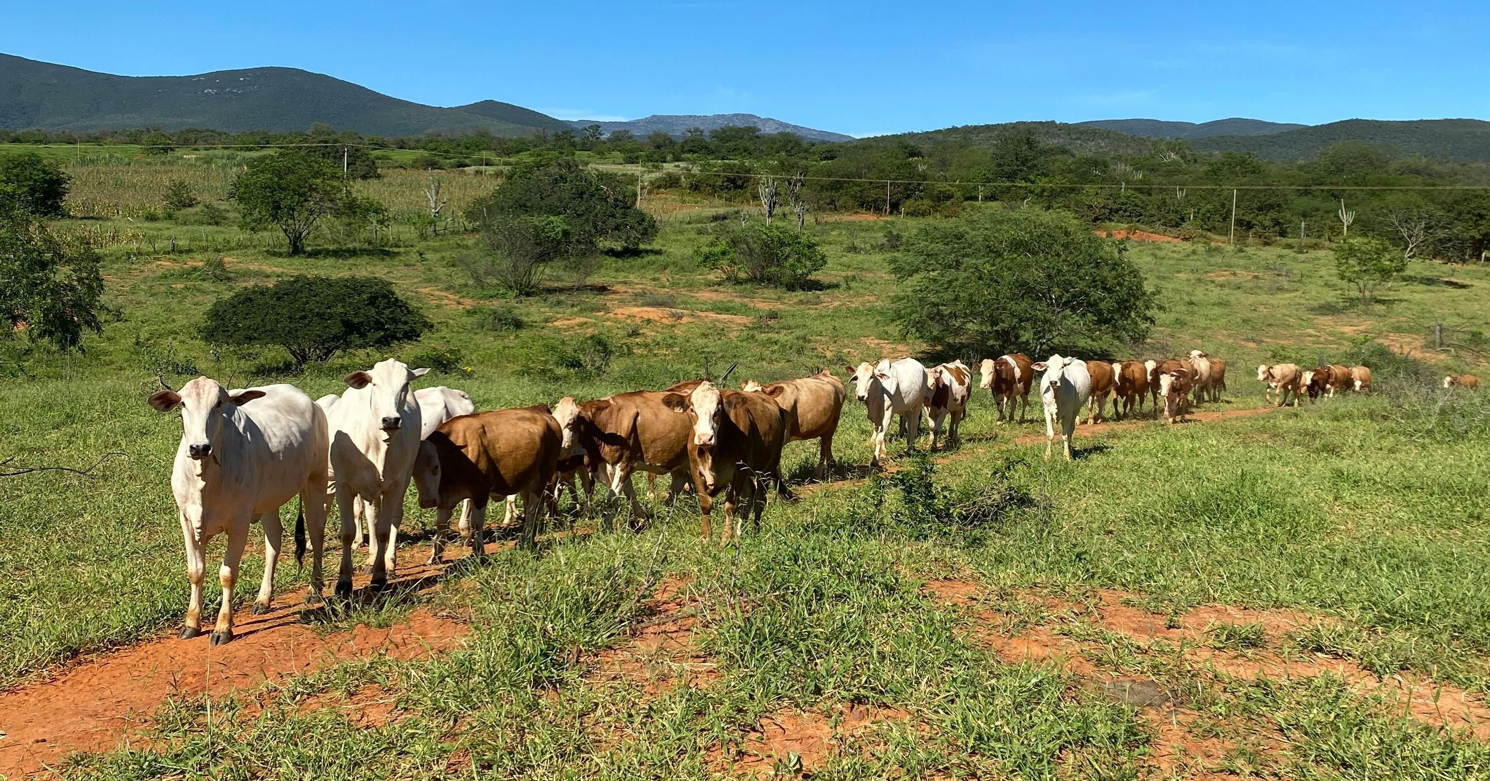 Risco de falta de sal mineral ameaça suplementação do rebanho bovino