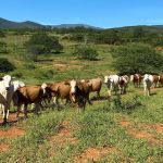 Preço do boi gordo sobe em março e atinge maior valor da série histórica