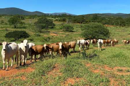 Risco de falta de sal mineral ameaça suplementação do rebanho bovino