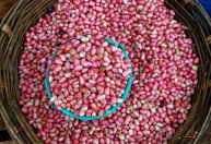 Preço do feijão carioca reage com demanda, enquanto preto segue em queda