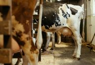 Dumping e custos altos desafiam produtores rurais