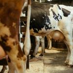 Dumping e custos altos desafiam produtores rurais