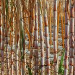 Moagem de cana no Centro-Sul soma 603,6 mi toneladas e recua 2,2% na safra