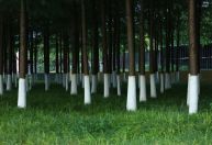 Entenda a caiação: técnica de pintar troncos de árvores de branco