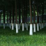 Entenda a caiação: técnica de pintar troncos de árvores de branco