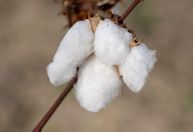 Brasil mantém liderança global nas exportações de algodão em 2026