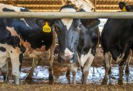 Jovem aposta na sucessão familiar e investe na pecuária leiteira em MG