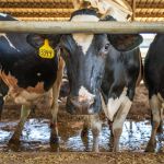 Jovem aposta na sucessão familiar e investe na pecuária leiteira em MG