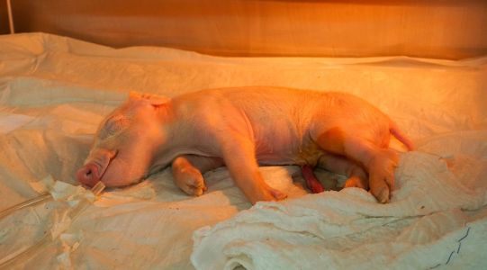 Primeiro porco clonado do Brasil e da América Latina